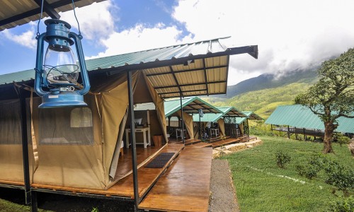Wild Glamping Knuckles